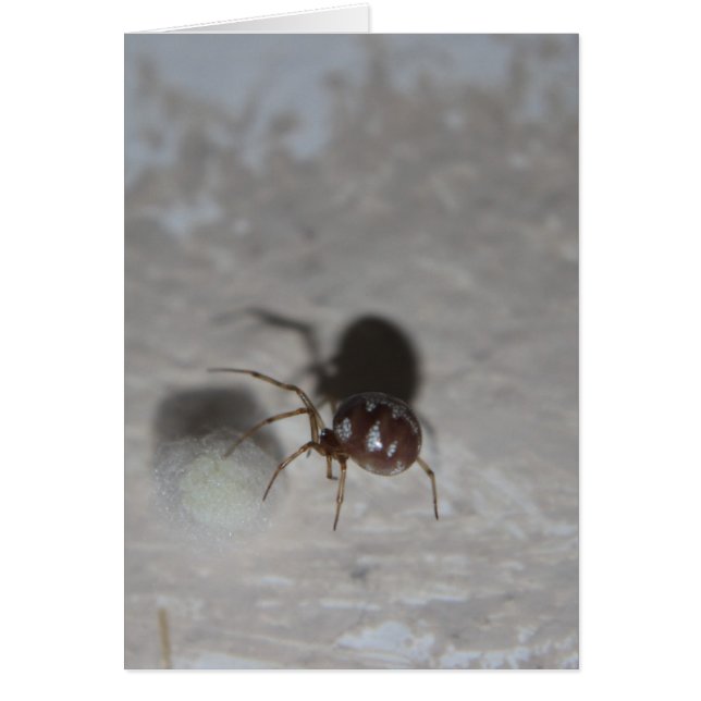 Cartão Itsy Bitsy Spider #2 (Frente)