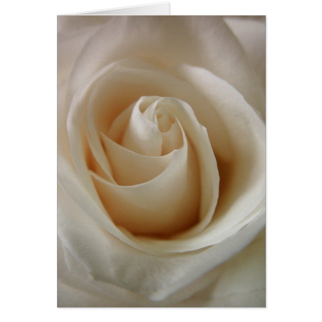 Cartão Ivory White Rose Flower (Frente)