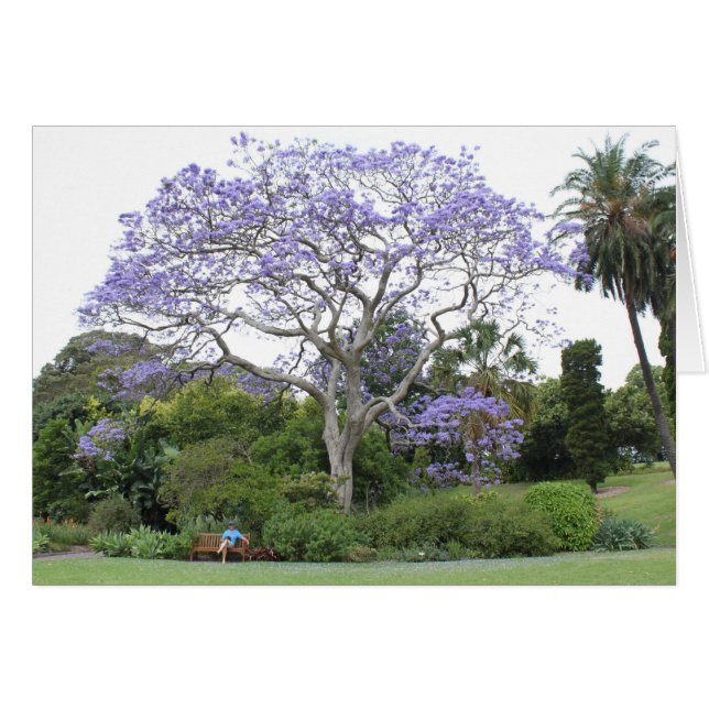 Cartão Jacaranda Tree (Frente Horizontal)