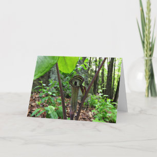 Cartão Jack-in-the-pulpit Greeting Card, Blank Inside