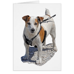 Cartão Jack Russell Dog