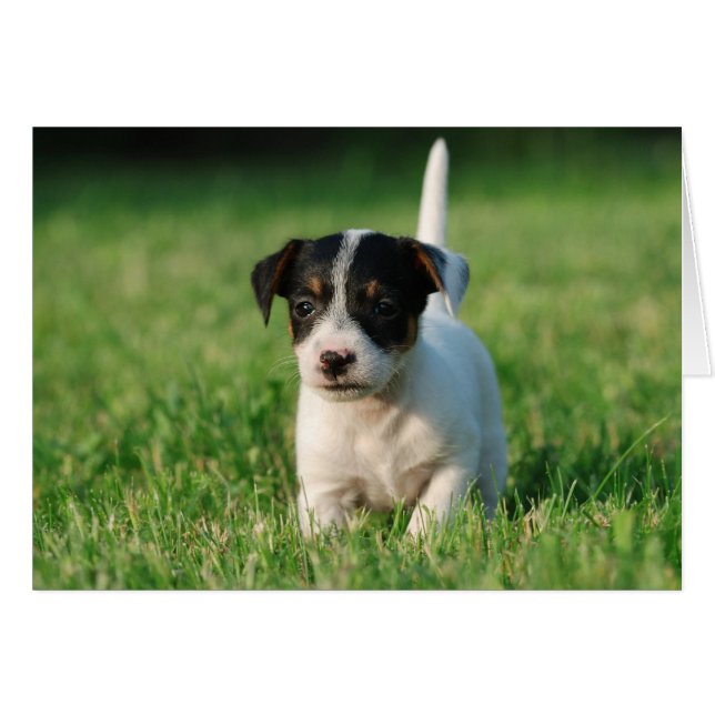 Cartão Jack Russell Terrier cachorrinho (Frente Horizontal)