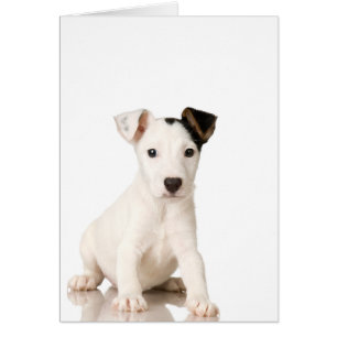 Cartão Jack Russell Terrier Puppy