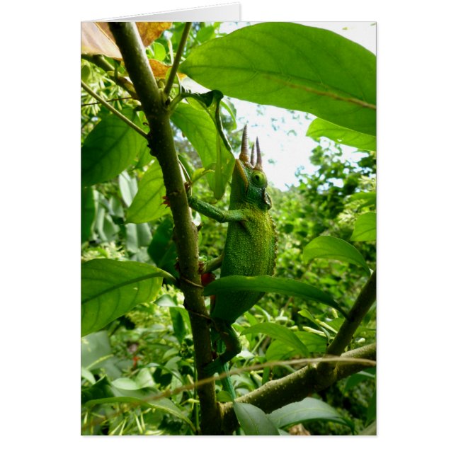 Cartão Jackson Chameleon (Frente)