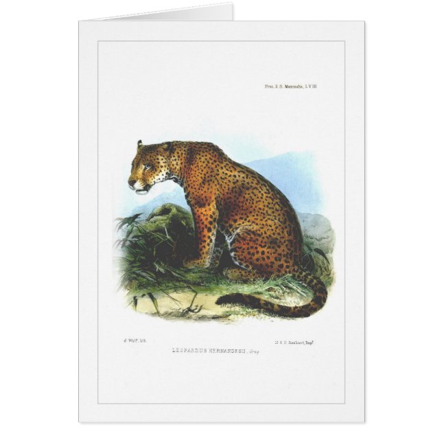 Cartão Jaguar (Frente)