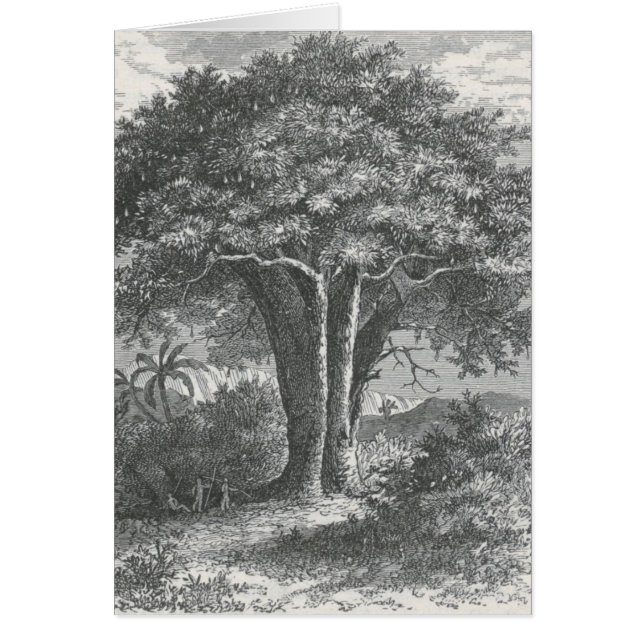 Cartão James Johonnot - a árvore do Baobab (Frente)