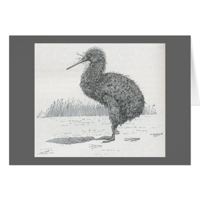Cartão James Johonnot - Apteryx - quivi (Frente Horizontal)