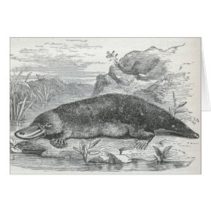 Cartão James Johonnot - Ornithorhynchus - Platypus