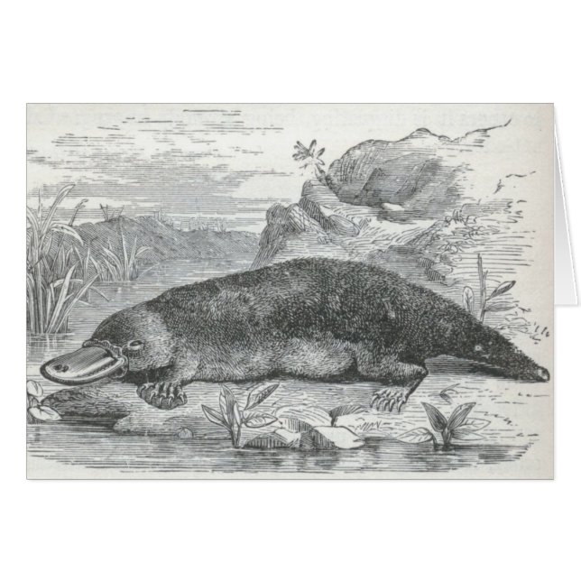 Cartão James Johonnot - Ornithorhynchus - Platypus (Frente Horizontal)