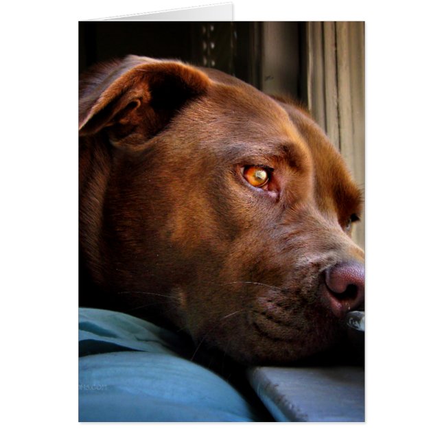Cartão Janelas do Chocolate Lab Pit Puppy Vigiando (Frente)