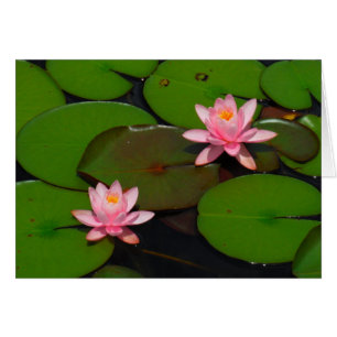 Cartão Jardim cor-de-rosa do lírio de água dos lótus,
