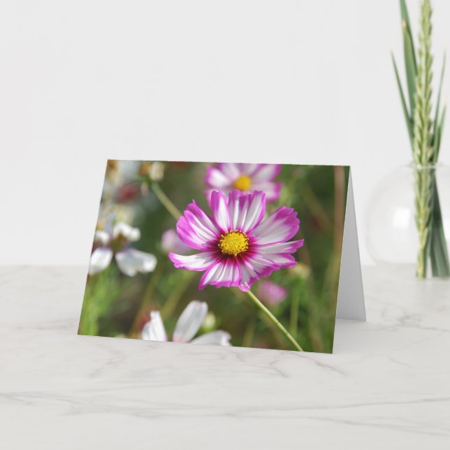 Cartão Jardim de algodão, Rosalinde (Frente)