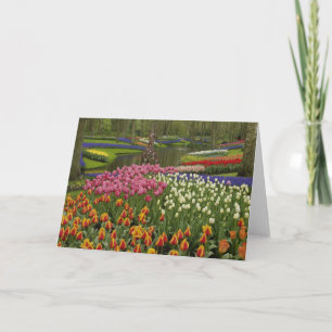 Cartão Jardim de tulipas e jacintos, Jardins Keukenhof,