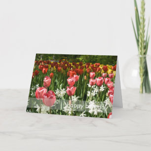 Cartão Jardim DSC0855 da tulipa