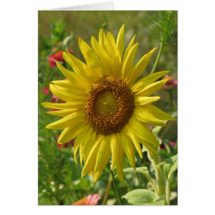 Cartão Jardim ensolarado - girassol