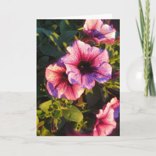 Cartão Jardim Flor Rosa Petunia