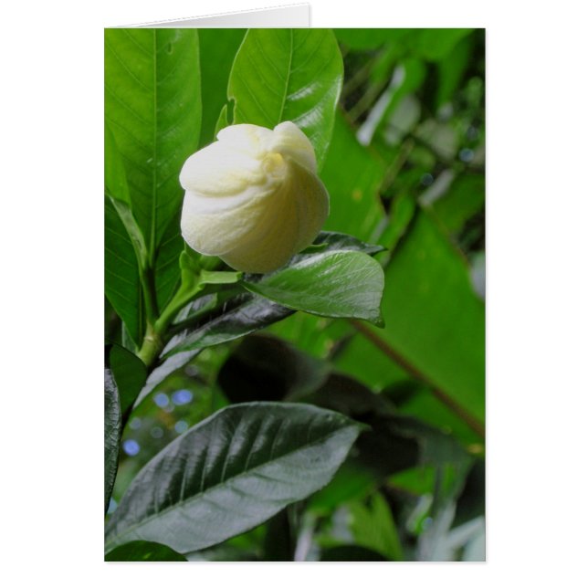 Cartão Jardinia Selva (Frente)