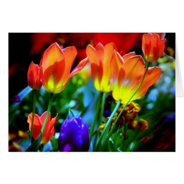 CARTÃO JARDINS DE KEUKENHOF, LISSE HOLLAND (Frente Horizontal)