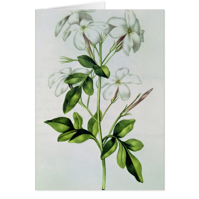 Cartão Jasmim, 'de La Guirlande de Julie' (Frente)