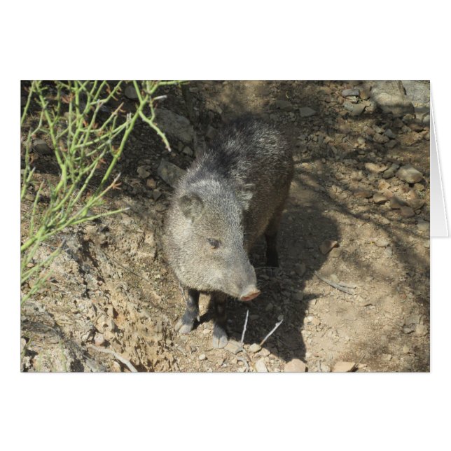 Cartão Javelina (Frente horizontal)
