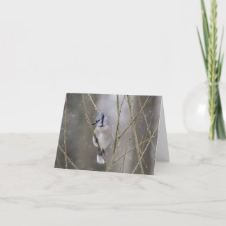 Cartão Jay azul na neve