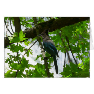 Cartão Jay de Steller no Parque Nacional de Yosemite