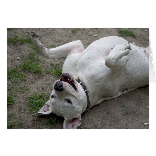 Cartão Jogando Dogo Argentino (Frente horizontal)