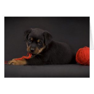 Cartão Jogando Puppy 5