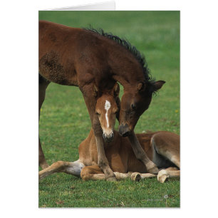 Cartão Jogo dos potros de Morgan