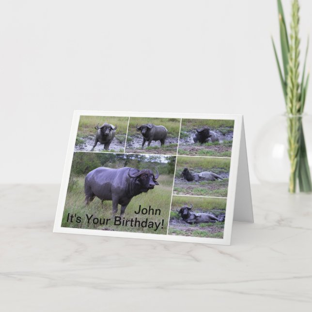 Cartão John Happy Birthday Cape Buffalo Mud Bath (Frente)