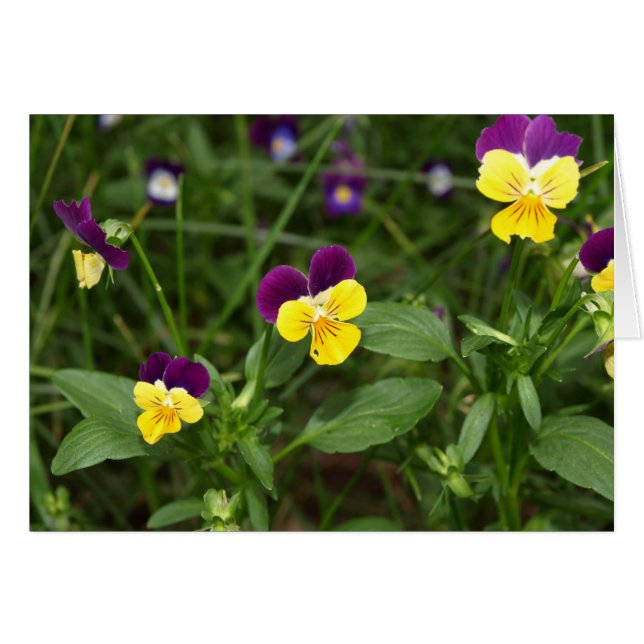 Cartão Johnny-Salto-ups (Frente Horizontal)