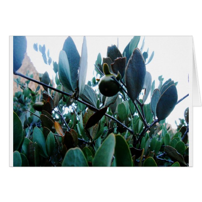 Cartão Jojoba (Frente Horizontal)