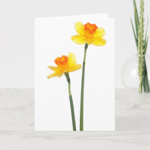 Cartão Jonquil Daffodils Amarelo e laranja