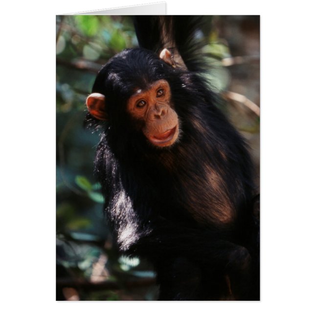 Cartão Jovem Chimpanzé (Frente)