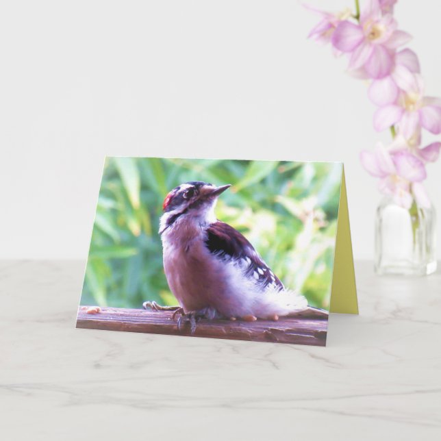 Cartão Jovem Male Downy Woodpecker em Trilha (Orquídea)