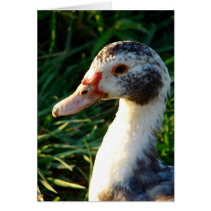 Cartão Jovem Muscovy Hen Duck