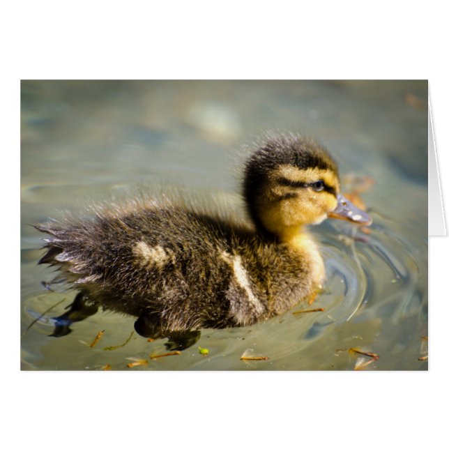 Cartão Jovem Pato Bebê (Frente Horizontal)