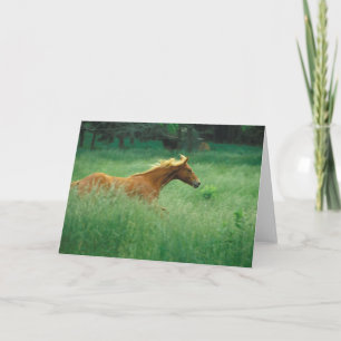 Cartão Jovem Stallion Atravessa O Prado
