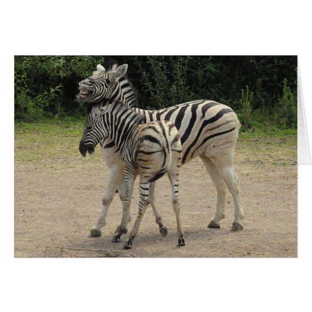 Cartão Jovem Zebra e Mãe Brincando (Frente Horizontal)