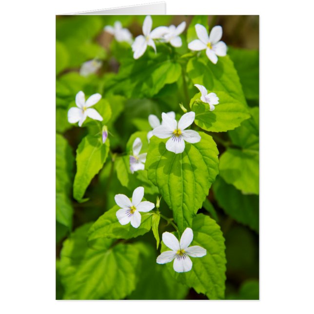 Cartão Joyce Kilmer-Slickrock Wilderness (Frente)