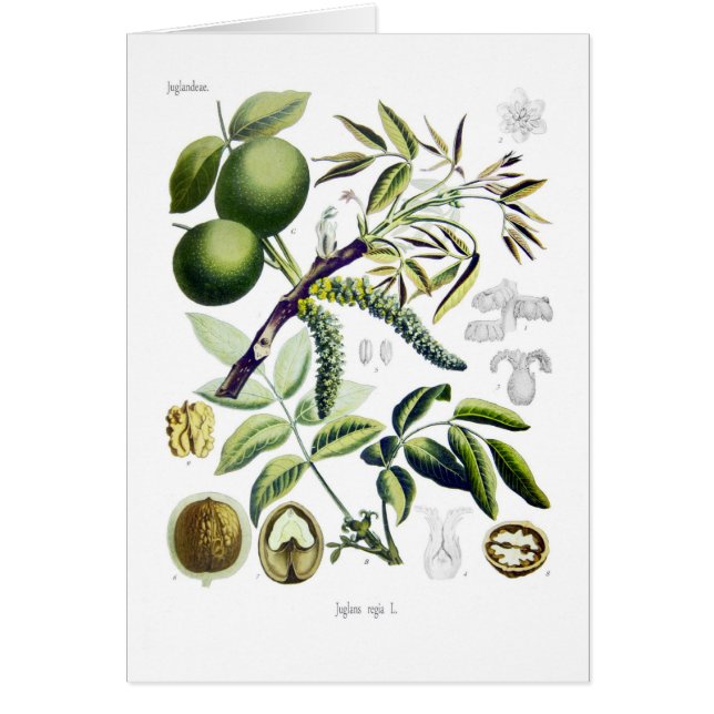 Cartão Juglans regia (noz) (Frente)