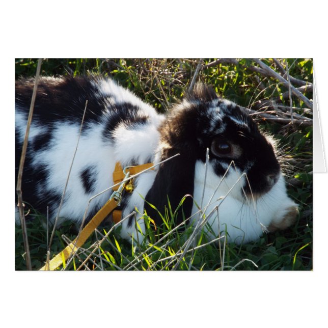 Cartão June Bunny (Frente horizontal)