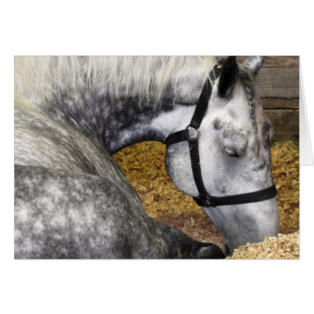 Cartão justo do cavalo 5x7 de Puyallup (Frente Horizontal)