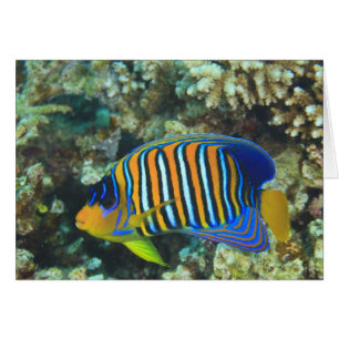 Cartão Juvenile Regal Angelfish Pygoplites
