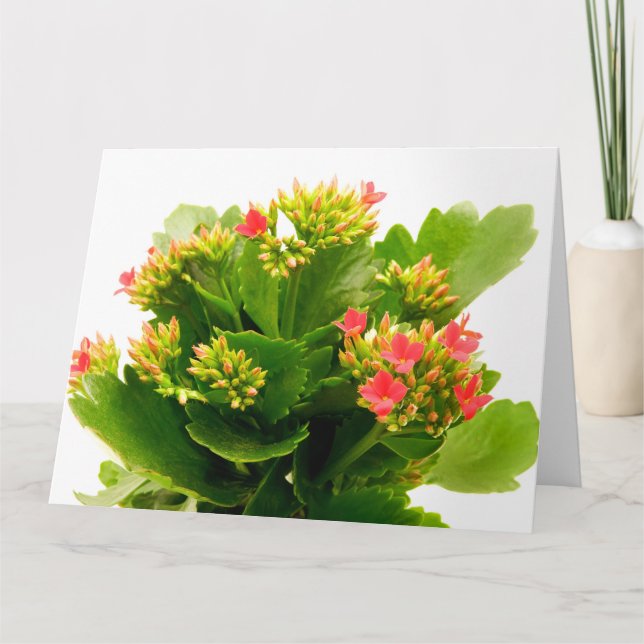 Cartão Kalanchoe blossfeldiana (Frente)