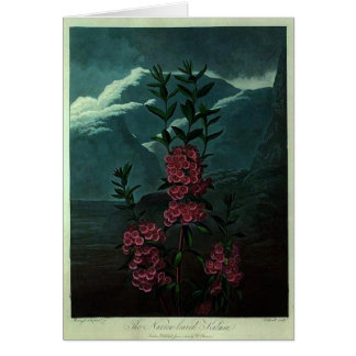 Cartão Kalmia cor-de-rosa