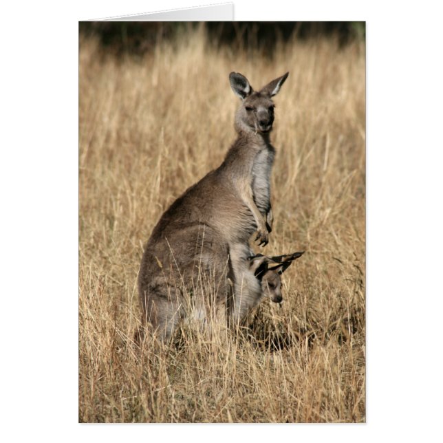 Cartão Kangaroo com Bebê Joey em Pouch (Frente)