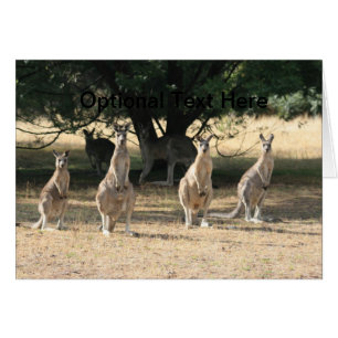 Cartão Kangaroos em uma linha