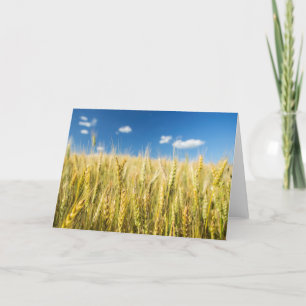 Cartão Kansas Wheat