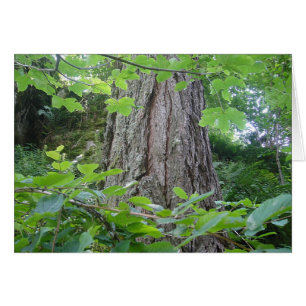 Cartão Karte5, Baumstamm/Blätterkranz, Kartenserie Wald